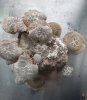 uprawa shiitake